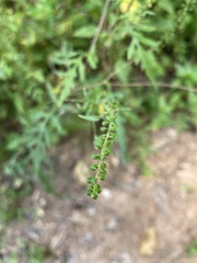 Ambrosia artemisiifolia