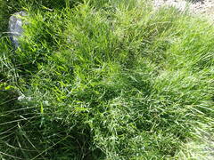 Paspalum distichum