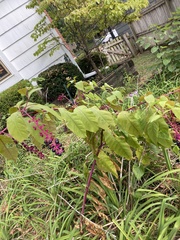 Phytolacca americana