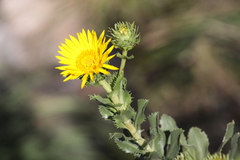 Grindelia buphthalmoides