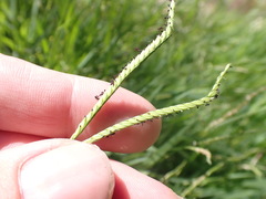 Paspalum distichum