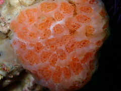 Aplidium californicum