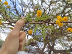 Vachellia astringens