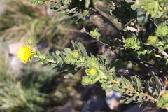 Grindelia buphthalmoides