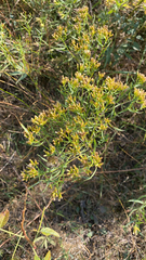 Euthamia caroliniana