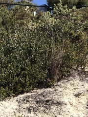 Dudleya pulverulenta