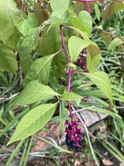 Phytolacca americana
