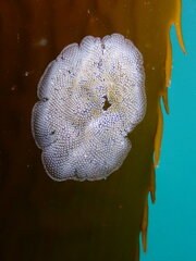 Membranipora membranacea