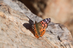Vanessa braziliensis