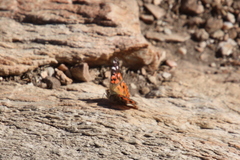 Vanessa braziliensis