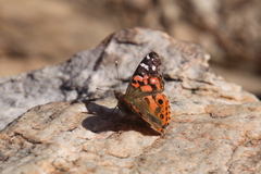 Vanessa braziliensis