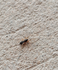 Trachelopachys