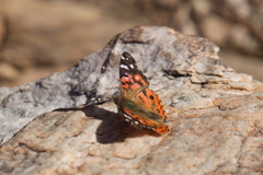 Vanessa braziliensis