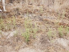 Dittrichia graveolens
