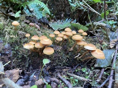 Kuehneromyces mutabilis