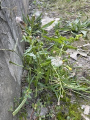 Senecio vulgaris