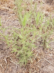 Dittrichia graveolens