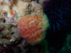 Aplidium californicum