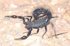 Androctonus