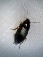 Harpalus pensylvanicus
