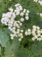 Ageratina