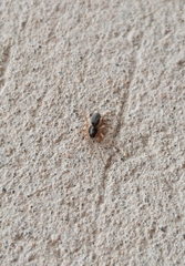 Trachelopachys