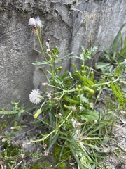 Senecio vulgaris