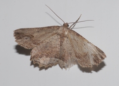 Menophra abruptaria