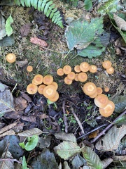 Kuehneromyces mutabilis
