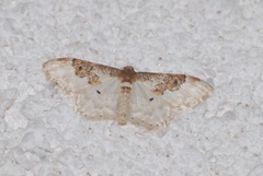 Idaea rusticata