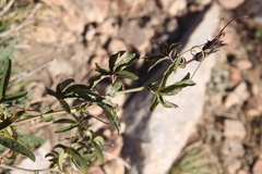 Passiflora caerulea