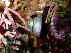 Calliostoma ligatum