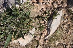 Passiflora caerulea