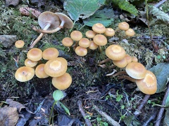 Kuehneromyces mutabilis