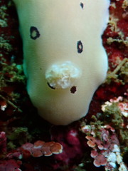 Diaulula sandiegensis