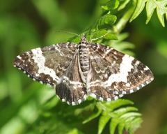 Rheumaptera hastata