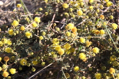Mimosa rocae