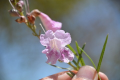 Chilopsis linearis