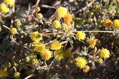 Mimosa rocae