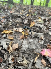 Allium tricoccum