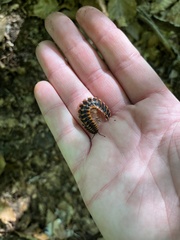 Apheloriini