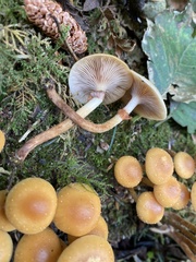 Kuehneromyces mutabilis