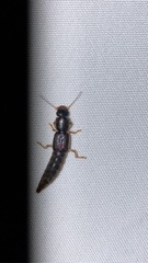 Pinophilus