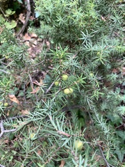 Juniperus oxycedrus