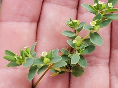 Euphorbia mesembryanthemifolia