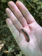 Apheloriini
