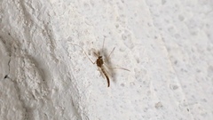 Chironomidae