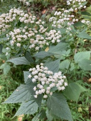 Ageratina