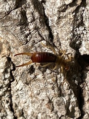 Apterygida albipennis