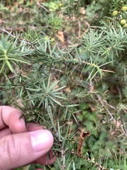 Juniperus oxycedrus